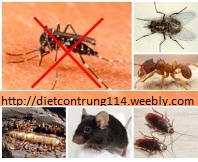 Diệt côn trùng & chuột - Công Ty Cổ Phần Đầu Tư Và Phát Triển Công Nghệ An Phúc